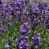 Lavandula angustifolia 'Essence Purple' -- Lavendel